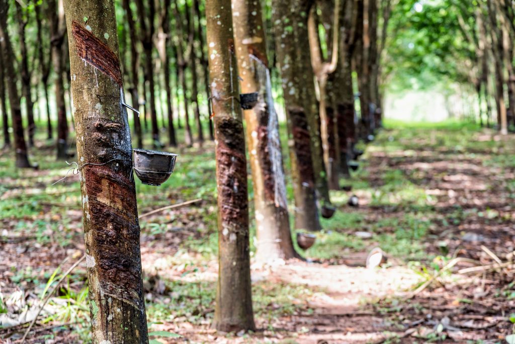 Karet yang merupakan salah satu hasil perkebunan yang menjadi bahan baku industri yang menjadi objek pemungutan PPh Pasal 22